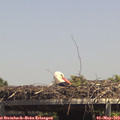 14_15-mast.jpg
