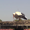 14_20-mast.jpg