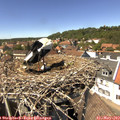 14_20-nest.jpg