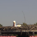 14_25-mast.jpg