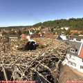 14_25-nest.jpg