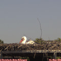 14_30-mast.jpg