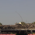 14_40-mast.jpg
