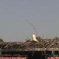 14_45-mast.jpg