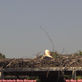 14_50-mast.jpg