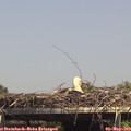 14_55-mast.jpg