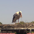 15_05-mast.jpg