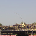 15_10-mast.jpg