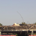 15_25-mast.jpg