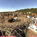 15_30-nest.jpg