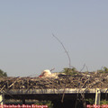 15_35-mast.jpg
