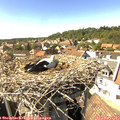 15_40-nest.jpg