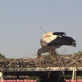 15_45-mast.jpg