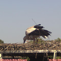 15_50-mast.jpg