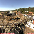 15_50-nest.jpg