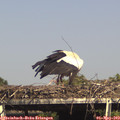 15_55-mast.jpg