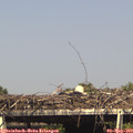 16_00-mast.jpg