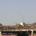 16_05-mast.jpg