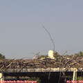 16_10-mast.jpg