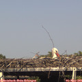 16_15-mast.jpg
