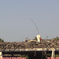 16_30-mast.jpg