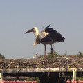 16_40-mast.jpg