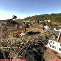 16_40-nest.jpg