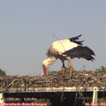 16_55-mast.jpg
