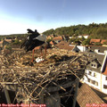 16_55-nest.jpg