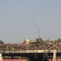 17_00-mast.jpg