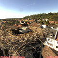 17_00-nest.jpg