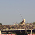 17_30-mast.jpg