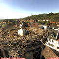17_30-nest.jpg