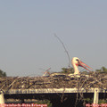 17_35-mast.jpg