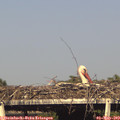 17_40-mast.jpg