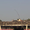 18_00-mast.jpg