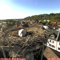 18_00-nest.jpg