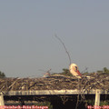 18_05-mast.jpg