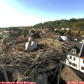 18_05-nest.jpg