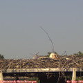 18_10-mast.jpg