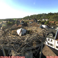 18_10-nest.jpg
