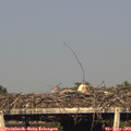 18_15-mast.jpg