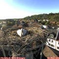 18_15-nest.jpg