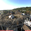 18_20-nest.jpg