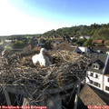 18_25-nest.jpg