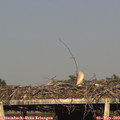 18_35-mast.jpg