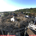 18_35-nest.jpg