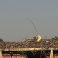 18_40-mast.jpg