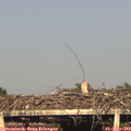 18_45-mast.jpg