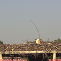 18_50-mast.jpg
